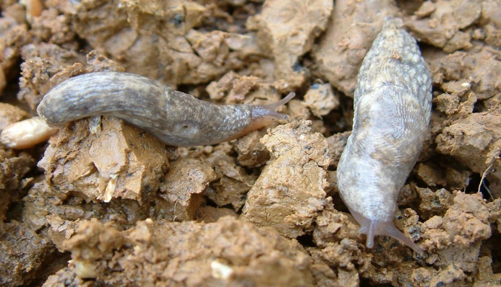 The grey field slug is the most widespread crop-damaging species